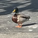 maria_lokke profile picture