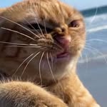 marianalvf profile picture