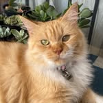 mariemycatandfriends profile picture