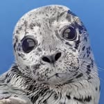 marinemammalrescue profile picture