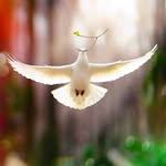 marion_merun_mann profile picture