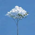 marissasheliya profile picture