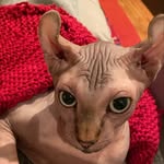 markanthonygreen profile picture