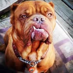 marleysmutts profile picture