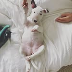 marlothebullterrier profile picture