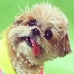 marniethedog profile picture