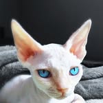 marseillenotabitch profile picture