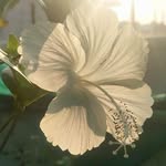 marstogaia profile picture
