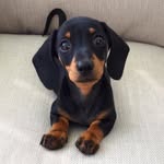 martha_dachshund profile picture