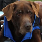 martysplaceseniordogsanctuary profile picture