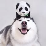maruhusky profile picture