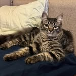 marvinmeowers profile picture