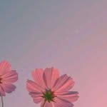 mary.pxf profile picture