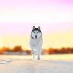 maska_the_husky profile picture