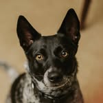 maskofmeeko profile picture