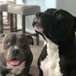 mason_and_chowder profile picture