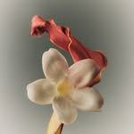 matagalanplantae profile picture