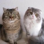 matatabi_neko_house profile picture