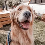 mateo.golden profile picture