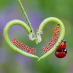 matingseasons profile picture