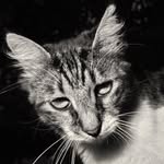 matthewtammaro profile picture