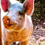 mauipigsanctuary profile picture