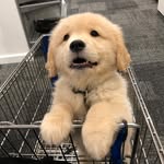 maui_thegoldenpup profile picture