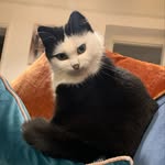 maumau.thecartooncat profile picture