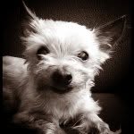 mauramandt profile picture