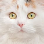 mausi.meow profile picture