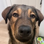 maverickthepuppyy profile picture