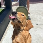 mavrikgolden profile picture