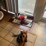 max_and_dumbo profile picture