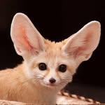 mayafennecfox profile picture