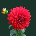 mayank_tomar1227 profile picture