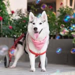 maya_siberian profile picture