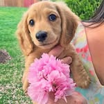 mayathedox profile picture