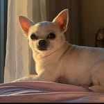 mayazana profile picture