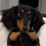 maysonthedoxie profile picture