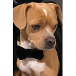 mcpawppy profile picture
