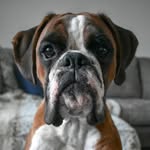 mcqueentheboxer profile picture