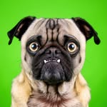 meanmugpug profile picture