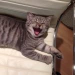 meatballcathk profile picture