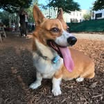 meatballthecorgii profile picture