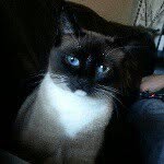meepsy_cat profile picture