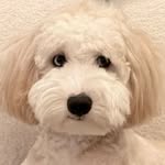 meetbennie profile picture