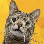 meetmayacat profile picture