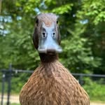 meet_rufus_ profile picture