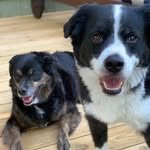 meg_thedodo profile picture