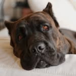meiko_thecanecorso profile picture